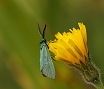 Metaal vlinder